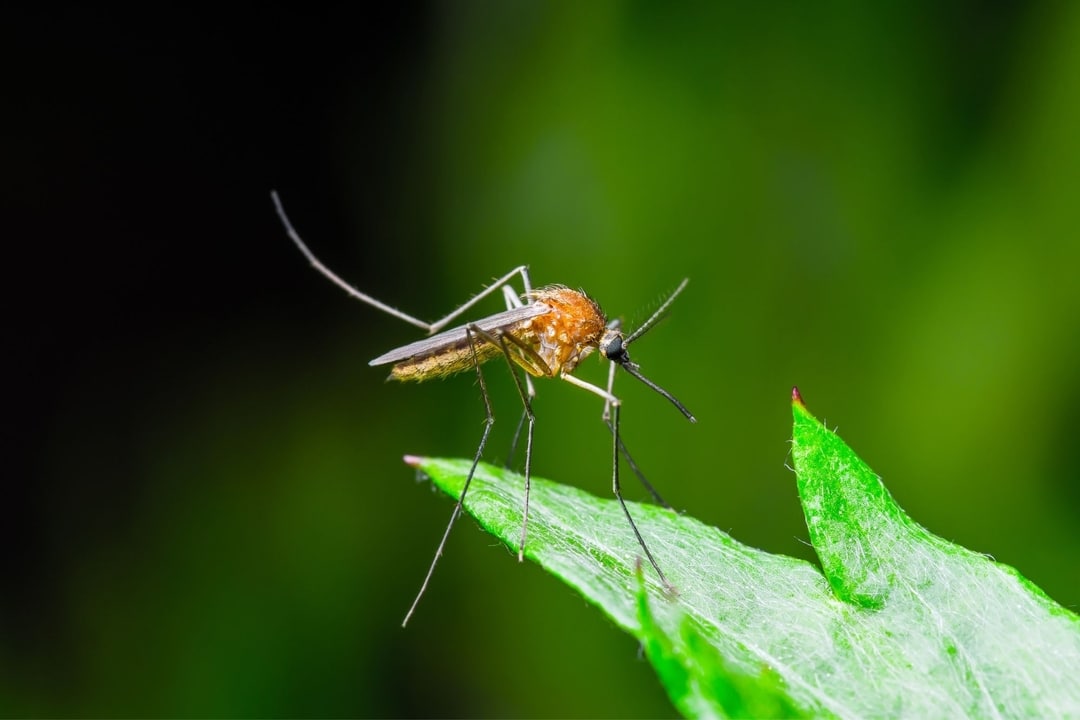 All Green Lawn Care Kalamazoo, Michigan